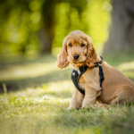 Cocker Spaniel Welpe braun sitz auf einer Wiese!