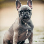 Französische Bulldogge